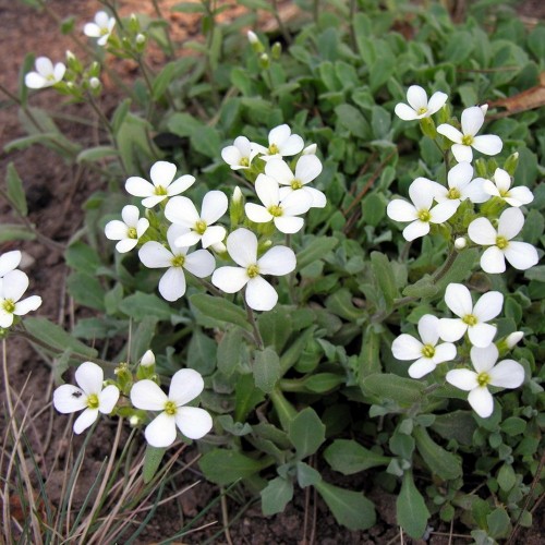 Aubrieta × cultorum - Aed-sinipadjake 